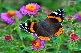 Schmetterling Admiral