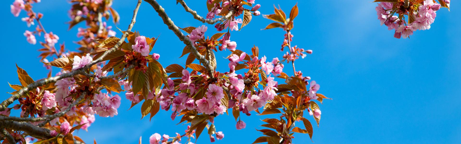 Kirschblüte am Aritaring in Meißen